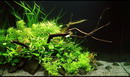 Star Grass